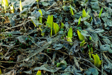 Sprouts of flowers sprout through dry old grass. Awakening of nature.