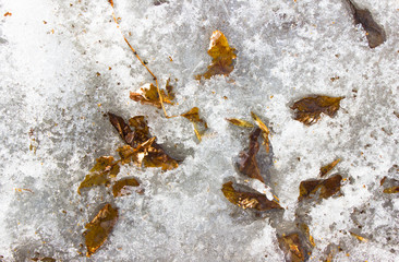 Background with snow and yellow leaves. natural background. Late snow melt in spring