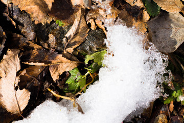 Dry leaves with the first snow. Autumn