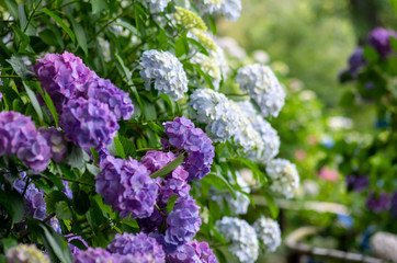 Fototapeta premium blue flowers in the garden
