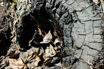 Old cut of a tree. Stump in the grass. top viev