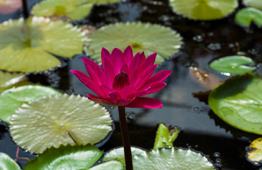 Beautiful water lotus in Blue Lotus Water Gardens, Yarra Junction