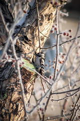 wild bird woodpecker sitting on a city tree