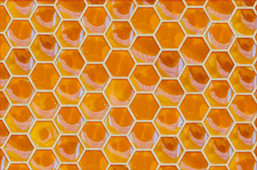 honeycomb with bees and honey