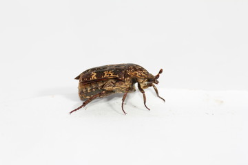 Unknown Brown Beetle