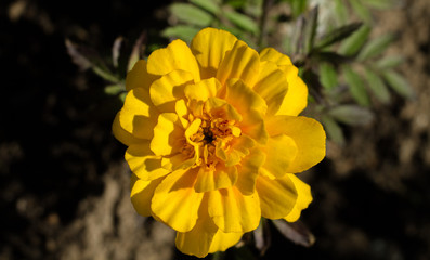 a bunch of beautiful orange marigold flower blooming in the field