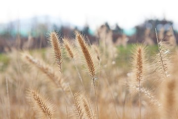 시흥갯골생태공원입니다