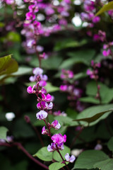 Lablab purpureus close up. Bean decorative plant with purple flowers on a background of dark green leaves.