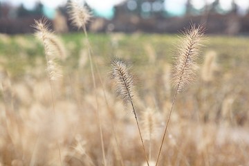 Fototapeta premium 시흥갯골생태공원입니다