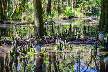 bald cypress trees and knees extending out of swamp water bog