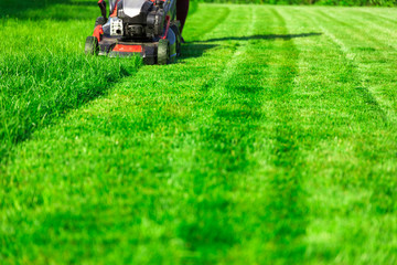 Lawn mower cutting green grass in backyard, mowing lawn - obrazy, fototapety, plakaty