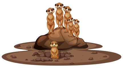 Group of meerkats smiling on the rock