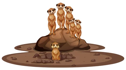 Group of meerkats smiling on the rock © blueringmedia