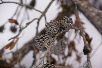 winter cones