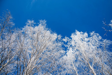 Branches of a white birch covered with hoarfrost, against the background of a blue winter sky.