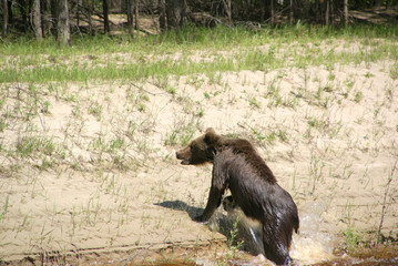 bear cub comes out of the water on a sandy beach near the forest