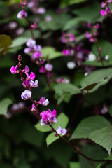 Lablab purpureus close up. Bean decorative plant with purple flowers on a background of dark green leaves.