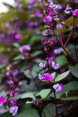 Fototapeta premium Lablab purpureus close up. Bean decorative plant with purple flowers on a background of dark green leaves.
