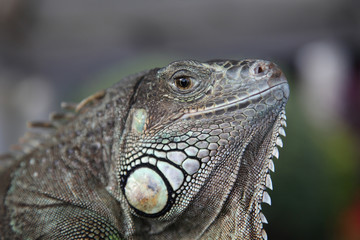 Green Iguana (Iguana iguana rhinolopha), male wild reptile