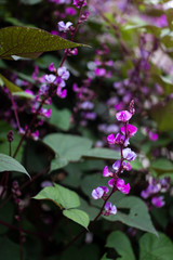 Lablab purpureus close up. Bean decorative plant with purple flowers on a background of dark green leaves.