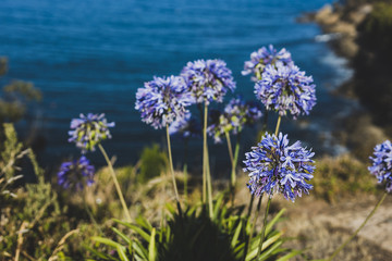 agapanthus plant with purple flowers in front of the sea at Blackman's Bay on a sunny summer day in the late afternoon before dusk