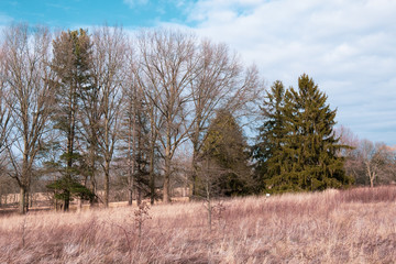 landscape with trees and blue sky
