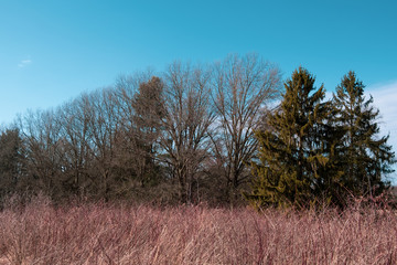 tree in a field