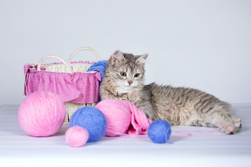 Fototapeta na wymiar Gray cat and wool ball.