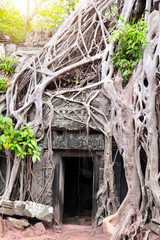 Roots of banyan tree on Ta Prohm temple, Angkor Wat, Siem reap, Cambodia