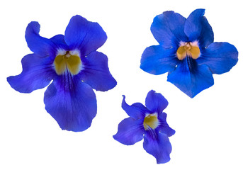 Blue irises isolated on white background