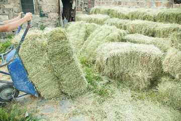 Caucasian worker. Stack of hay. Dry grass