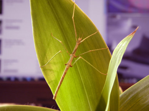 Baculum extradentatum