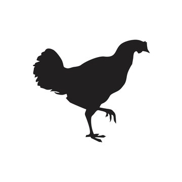 Chicken icon template black color editable. Chicken icon symbol Flat vector illustration for graphic and web design.