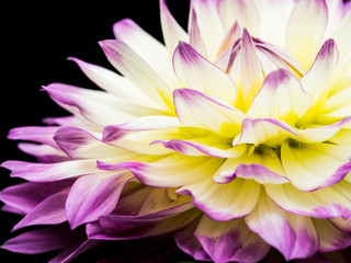 ダリア dahlia 13