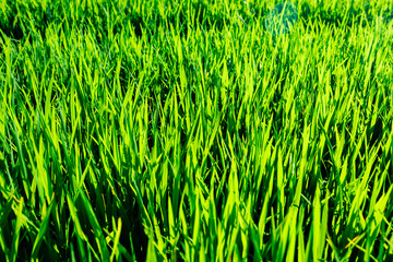 Rice field, view of rice plantation. Sprouts of young rice.