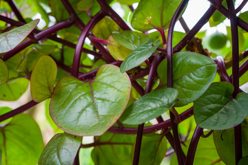 Selective focus images of Malabar spinach trees or Basella alba. Widely used as a leaf vegetable...