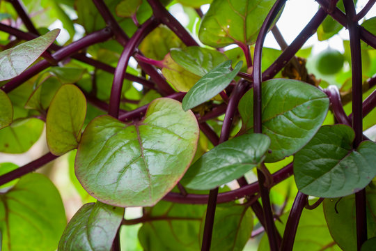 Selective focus images of Malabar spinach trees or Basella alba. Widely used as a leaf vegetable and decorative plants. Photographed at close range with blurred background.
