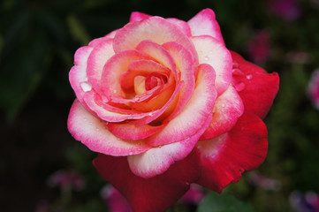 Red-white rose in drops of transparent dew