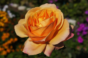 Large varietal rose of a bright peach color