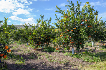 Fototapeta na wymiar Sicilian Orange Trees
