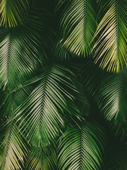 Naklejka na ściany i meble Tropical palm leaf background