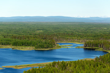 Endless forests. Northern landscape. Impenetrable swamps in the north