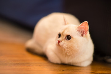 cute little cat