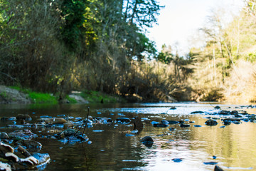Rocks in a Stream