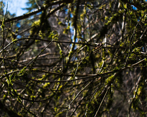 Green Moss on Branches