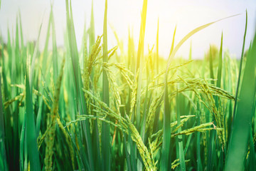 green young rice in the paddy field
