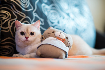 cute little cat