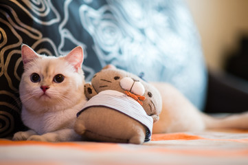 cute little cat