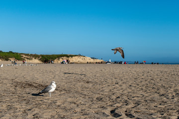 Seagulls Doing their thing