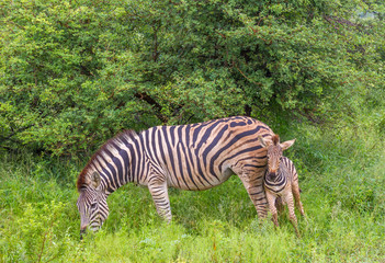 Fototapeta na wymiar Zebra foal and mare isolated in the African bush image in horizontal format